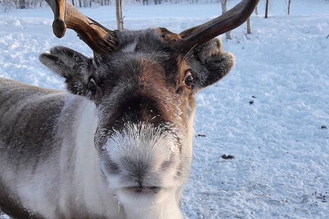 From Ivalo: Ice Fishing Safari to Lake Inari, Reindeers & Lunch - Meeting Point and Pickup
