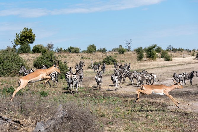 From Livingstone, Victoria Falls or Kasane - Chobe Day Tour - Health and Safety Guidelines