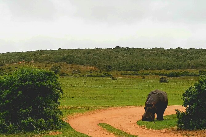 Full Day Addo and Schotia Private Game Reserve Safari - Sunset and Nocturnal Wildlife Viewing