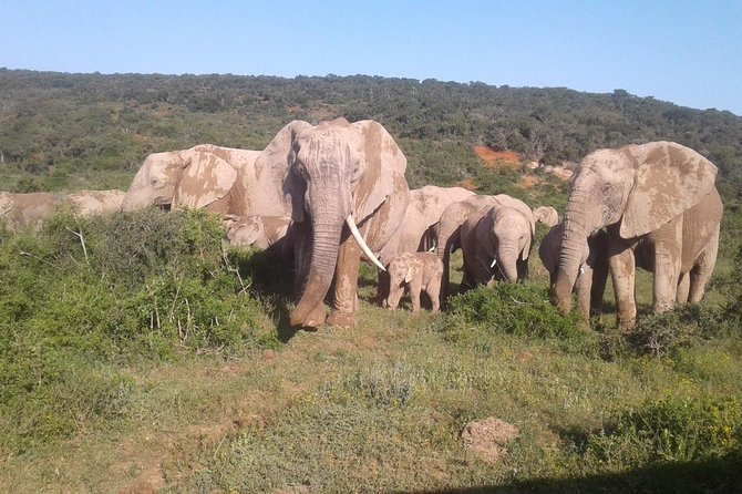 Full Day Addo Elephant National Park Safari Wit BBQ:Thentic Tours - Whats Included