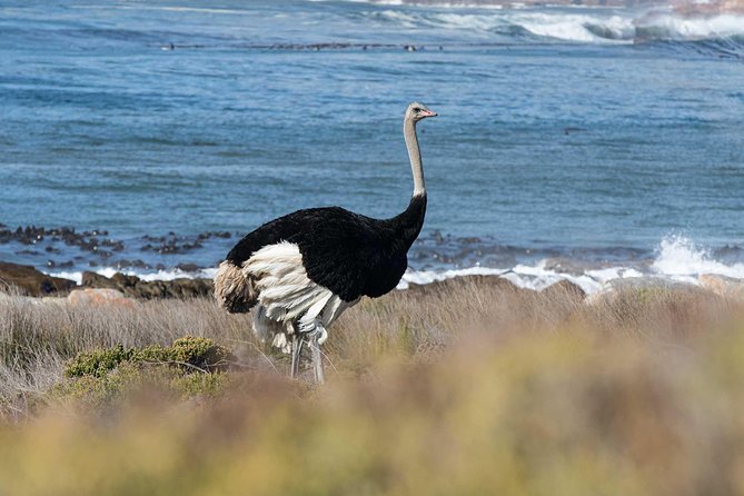 Full Day Cape Point + Constantia Wine Tour With Private Transfer - Wildlife Encounters at Boulders Beach