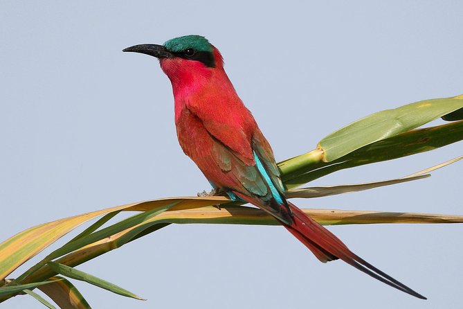 Full Day Chobe Game Drive, Guided Tour of Falls & 15 Mins Helicopter Flight - Traveler Restrictions