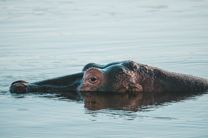 Full Day Exquisite Pilanesberg Safari From Johannesburg - Wildlife Encounters and Guides