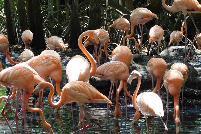 Full Day for Bird Watching With Visit to Isla Baru - Meeting and Pickup Details