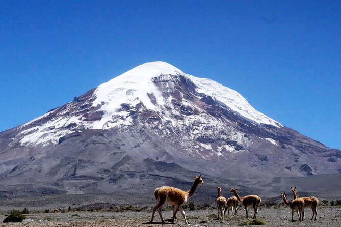 Full-Day Hiking Experience of Chimborazo Volcano With Lunch - Questions About Your Stay