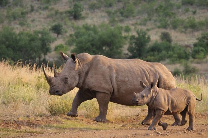 Full Day Hluhluwe Imfolozi Game Reserve From Durban - What to Expect on the Tour