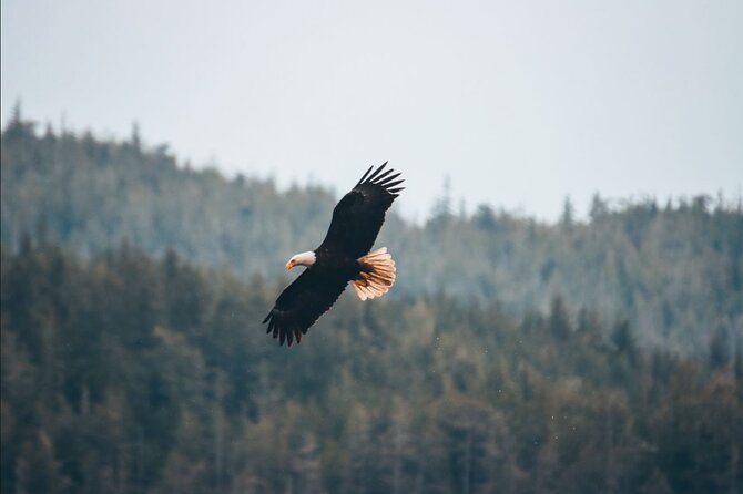 Full Day Kayaking Adventure on Vancouver Island - Health and Safety Considerations