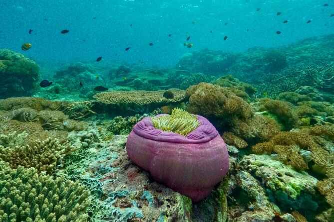 Full Day Land and Sea Tour to Nusa Penida With 4 Snorkeling Spots - Snorkeling Highlights