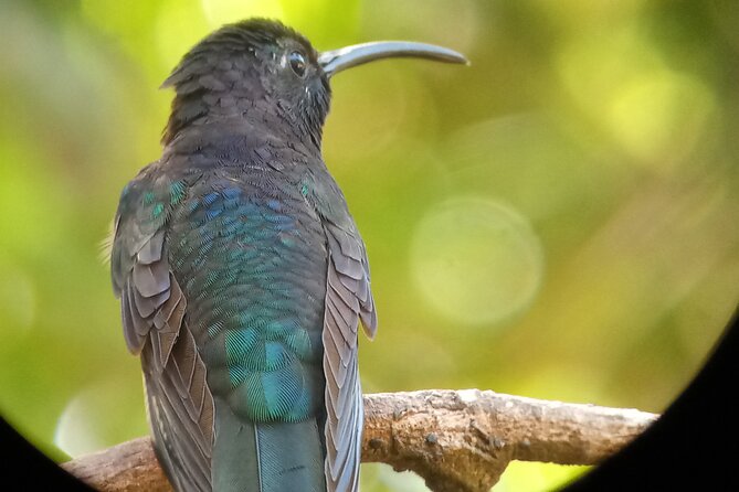 Full Day Monteverde Bird-Watching & Photografy Private Tour - Itinerary and Activities
