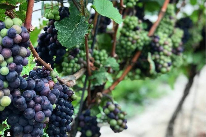 Full-Day Niagara-On-The-Lake Guided Wine and Charcuterie Tour - Guest Feedback