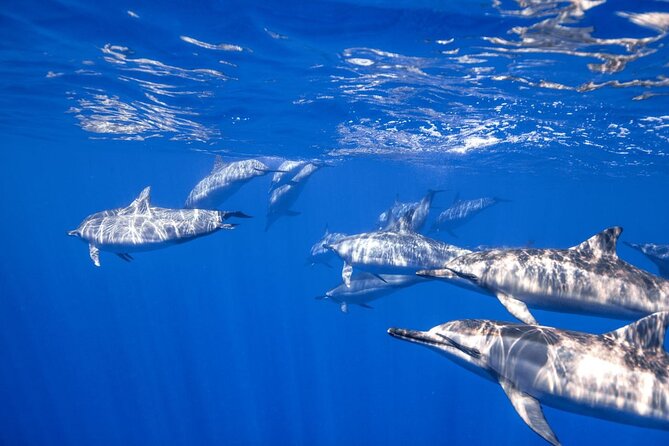 Full Day on Boat With 2 Dives in the Marine Parks of Sharm - What to Expect on the Day