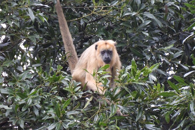 Full Day Paraguay River Nature and Wildlife Boat Tour - Pickup and Timing