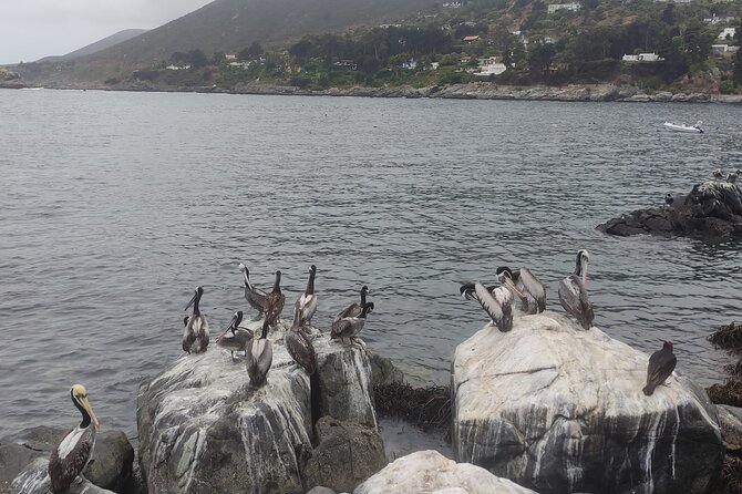 Full-Day Penguins Island, Winery & Horse Riding From Santiago - Exploring the Local Winery