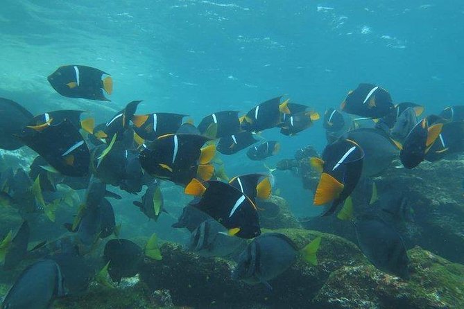 Full Day Pinzon Island, Finishing in La Fe With Snorkeling and Lunch Included - Snorkeling Opportunities