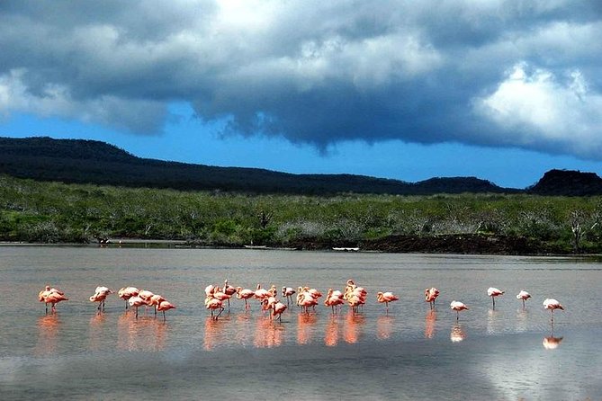 Full Day Plazas & Carrion Point - Meeting and Pickup Details