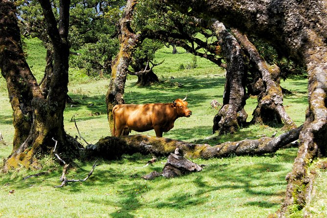 Full Day Private 4x4 Tour in West Madeira With Local Guide - Exploring Madeiras West