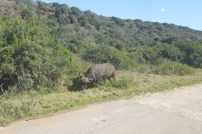 Full Day Private Addo Elephant Safari Min 2 Pax Max 6 Pax - Guide Expertise and Wildlife Sightings