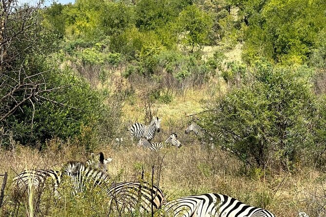 Full Day Private Pilanesberg Open Vehicle Safari - Customer Feedback