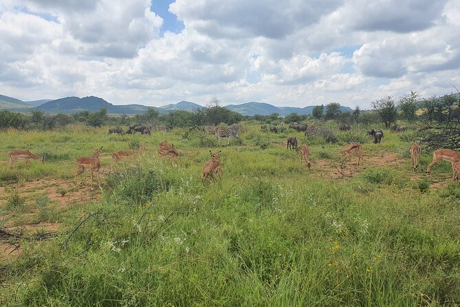 Full Day Safari From Johannesburg - Pilanesberg Nature Reserve - Inclusions and Exclusions
