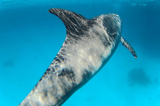 Full-Day Snorkeling With Dolphins in Hurghada With Lunch - Meeting and Pickup Details
