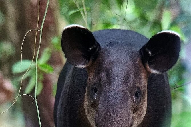 Full Day Tour Corcovado National Park. - Knowledgeable Guides