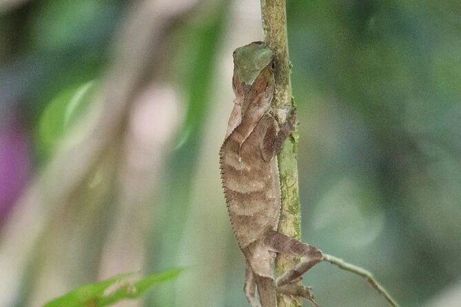 Full Day Tour Manuel Antonio National Park From San José - Planning Your Visit
