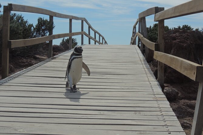Full Day Tour Penguin Walk in Punta Tombo - Frequently Asked Questions
