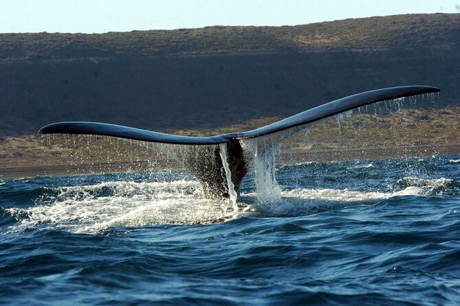 Full Day Whale Watching From Puerto Madryn - Pickup Locations and Timing