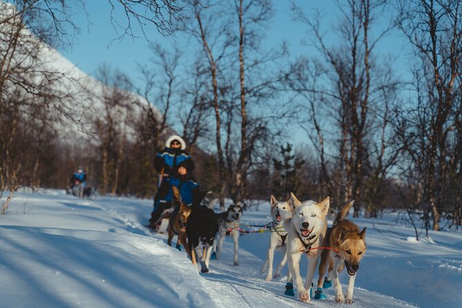 Fun & Easy Dog Sledding Adventure - Early Bird 08:10 - Group Size and Accessibility