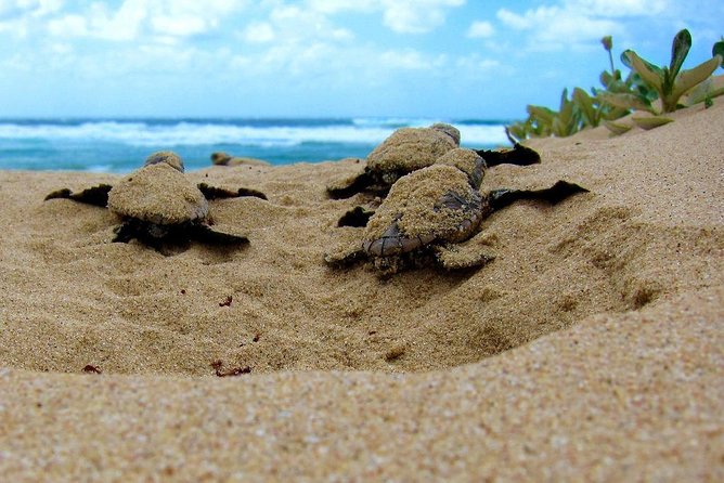 Galle Day Tour From Colombo or Negombo by Private Car / Van - Accessibility Features