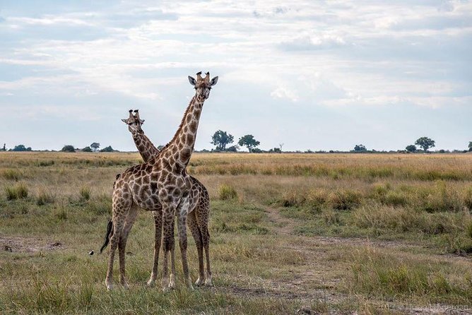 Game Drive and Rhino Viewing Safari - Knowledgeable Guides and Tours