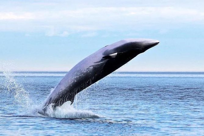 Garden Route Durban to Cape Town via Addo National Park - 7 Days - Activities and Experiences