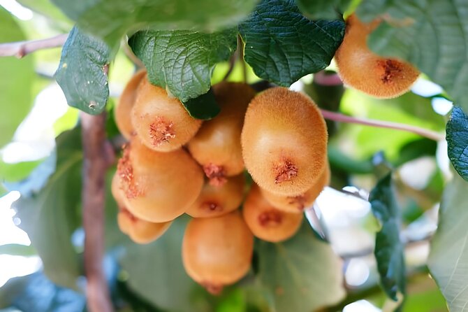 Gastronomical Amalfi Coast Hike With Cooking Class - Inclusions of the Tour