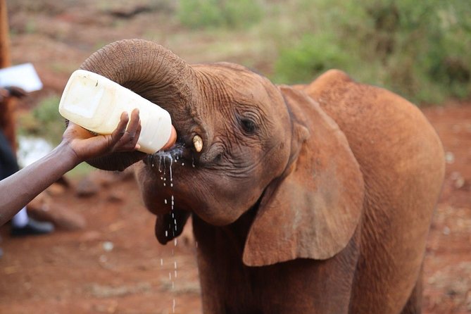 Giraffe Centre, Elephant Orphanage, National Museum & Beads Center - Pickup Information