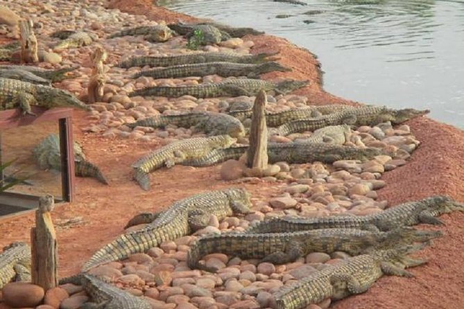 Goat on Trees & Crocodile Park Including Tickets and Hotel Pickup - Meet the Nile Crocodiles