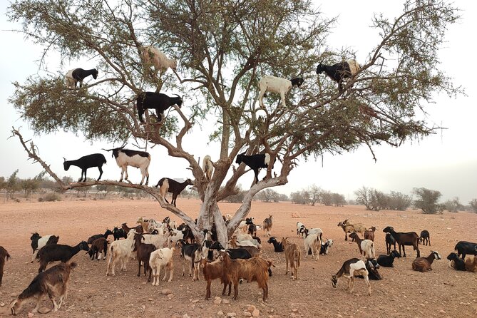 Goats on the Tree Trip From Agadir & Taghazout - Convenient Pickup Locations