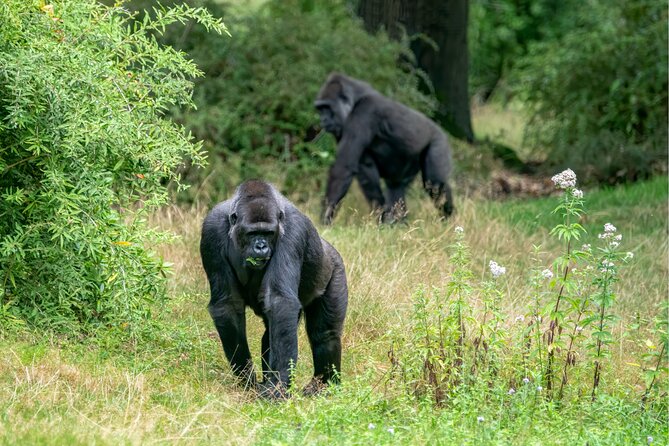 Gorilla Tracking & Batwa Culture Experience - Pickup and Scheduling Details