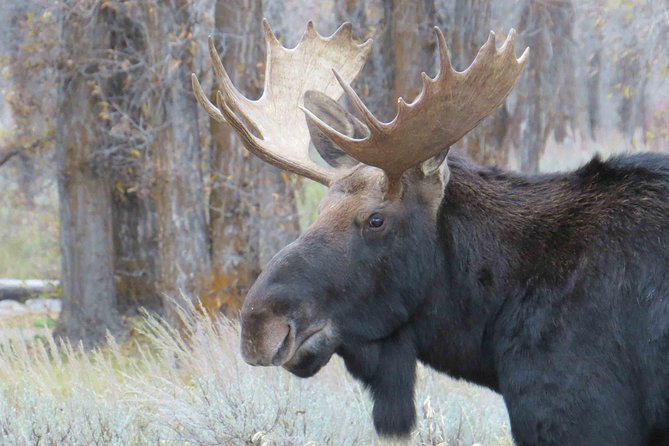 Grand Teton National Park - PRIVATE Full-Day Tour From Jackson Hole - Accessibility