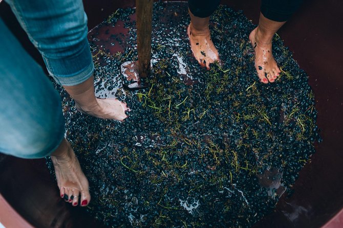 Grape Stomping in Chianti Tuscan Farmhouse From Siena - Pricing and Cancellation
