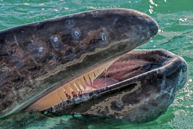 Gray Whale Watching Expedition at Magdalena Bay - Participant Details
