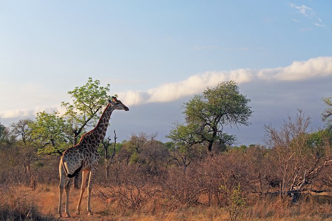 Greater Kruger National Park 4 Day Safari at a Private Game Lodge - Transportation Options