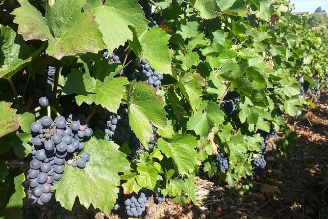 Guided Day Tour and Wine Tasting Northern Rhône Valley - Reviews and Highlights