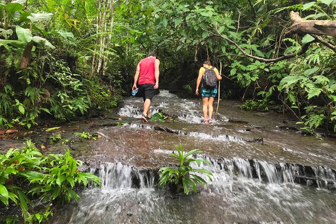 Guided Hiking Tour by the Mystic Ebano Rainforest in Costa Rica - Discovering the Local Flora and Fauna