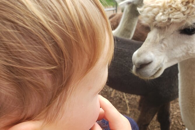 Guided Lilymoore Alpaca Farm Tour - Accessibility and Additional Information