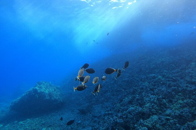 Guided Turtle Town Snorkeling Tour With Underwater Photos - Customer Reviews