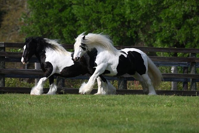 Gypsy Gold Horse Farm Walking Tour - Traveler Reviews