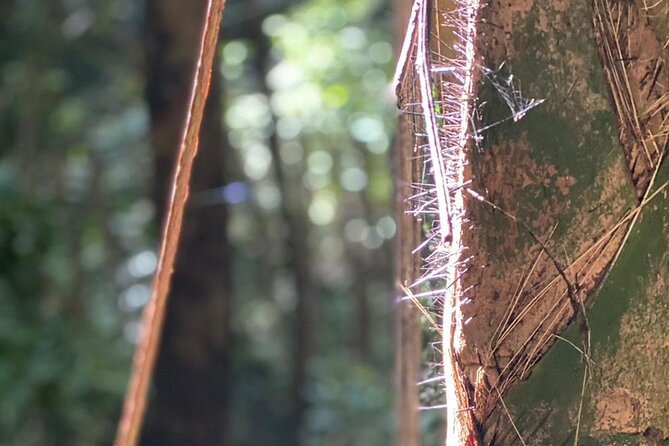 Hackletons Cliff Hike - Departure Times and Pricing