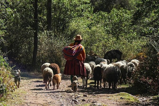 Half Day Acclimatization Hike With Llamas and Alpacas in Cusco - Cultural and Historical Insights