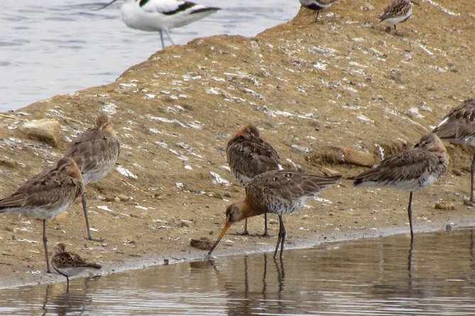 Half-Day Birdwatching Around Tavira - Participant Information