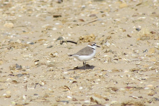 Half-Day Birdwatching at Alvor Dunes - Equipment Provided